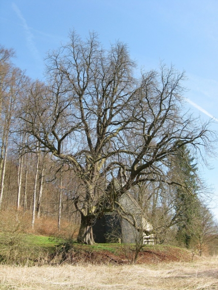 Bild 4 von 1 Kastanie an der Amerunger Kapelle